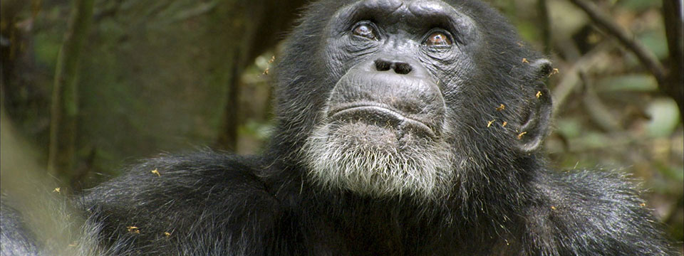 Chimpanzee