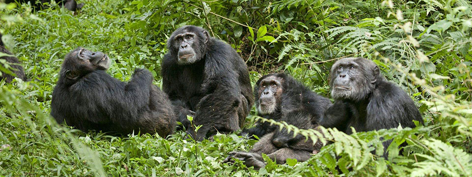 Chimpanzee