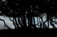 Still 1