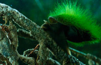 Still 4